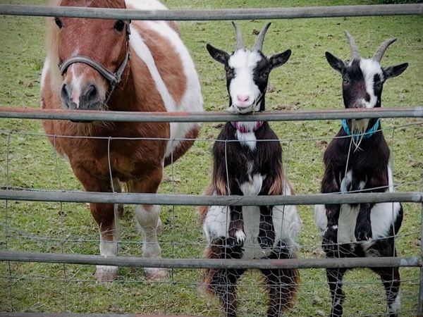 Pygmy goats - Main image