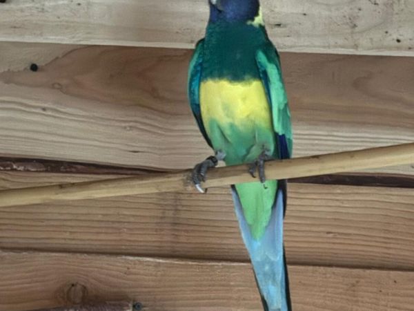 Birds - Main image