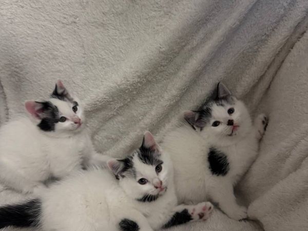 Kittens - Main image