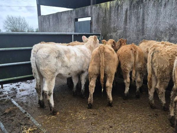 10 heifers - Main image