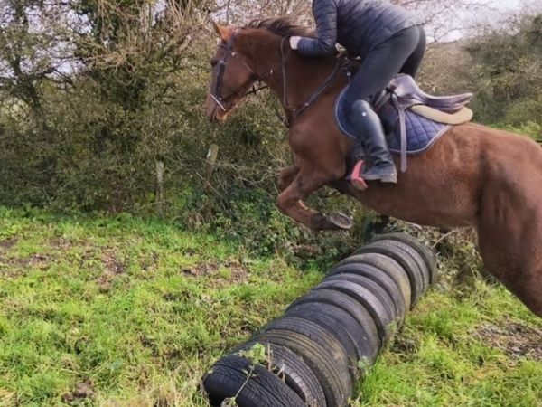 16hh Pleasure Horse - Main image