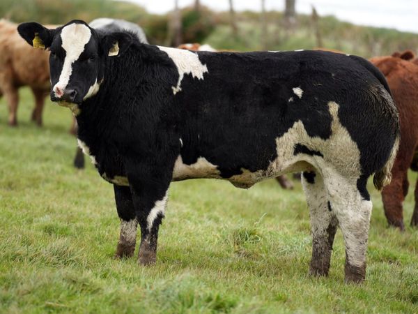 Outstanding Heifers for Manorhamilton Mart 2nd Nov - Main image