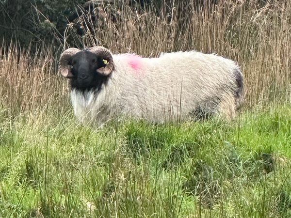 Connemara/mayo blackface hoggets - Main image