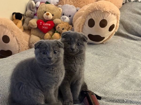 Scottish fold ears kittens - Main image