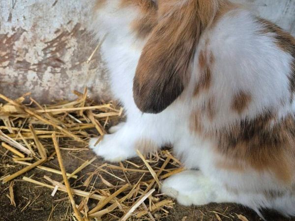 Rabbits - Main image