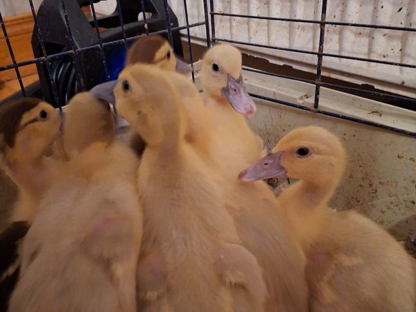 Muscovy Ducklings - Main image