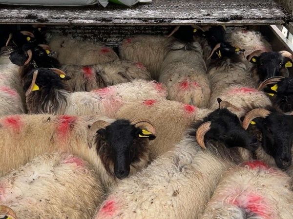 Horned ewe lambs - Main image