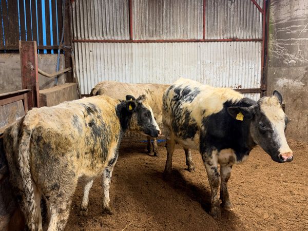 Springing heifers - Main image