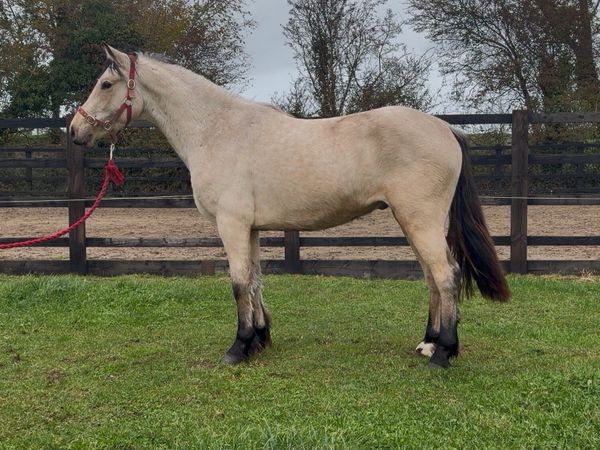 Dun Connemara Gelding - Main image