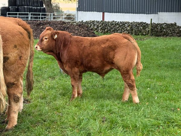 In calf first calved cow with bull calf at foot - Main image