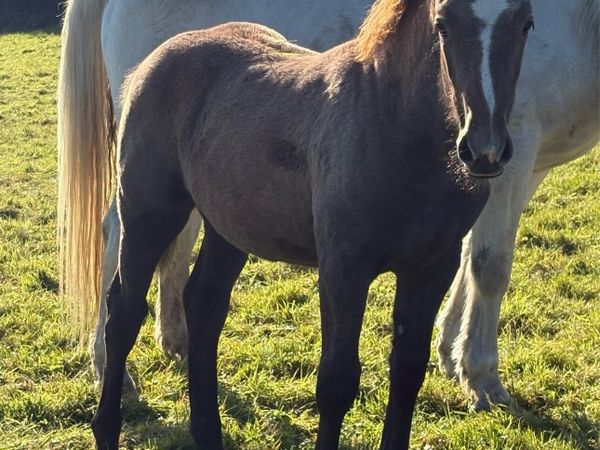 Irish Draught Filly foal - Main image
