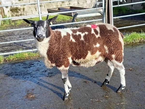 DUTCH SPOTTED HOGGET EWE - Main image