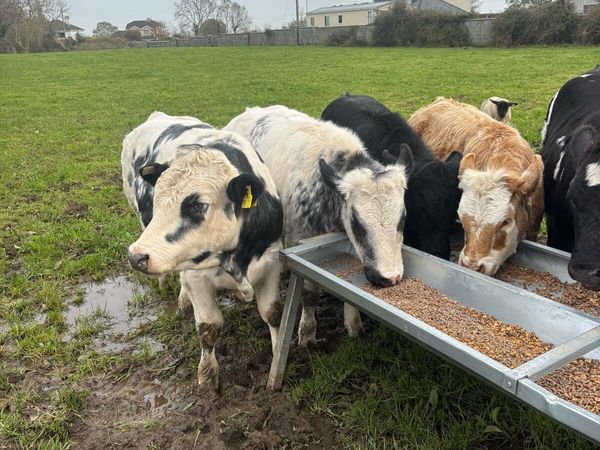 A.I. Weanlings - Main image