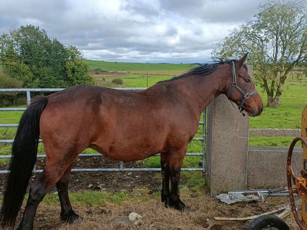5 Year Old Bay Half Draught Mare - Main image