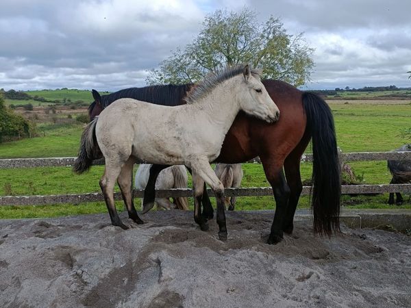 Half Draught Half Connemara Filly Foal - Main image