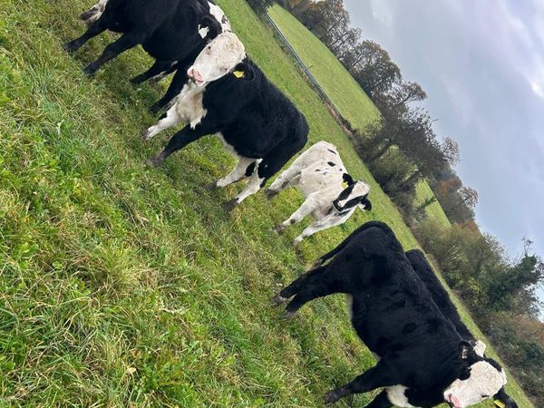 11 Super Heifer Calves - Main image