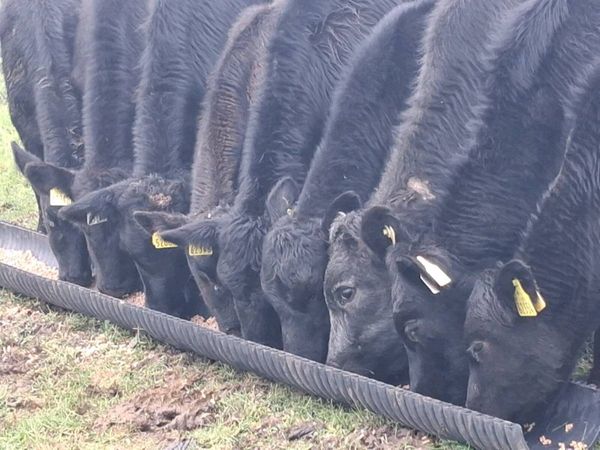 10 Angus Weanling Heifers - Main image