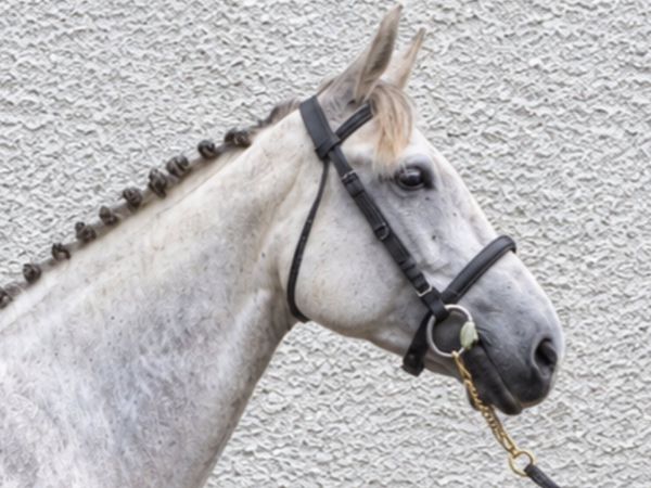 ISH Mare - All Rounder - Main image