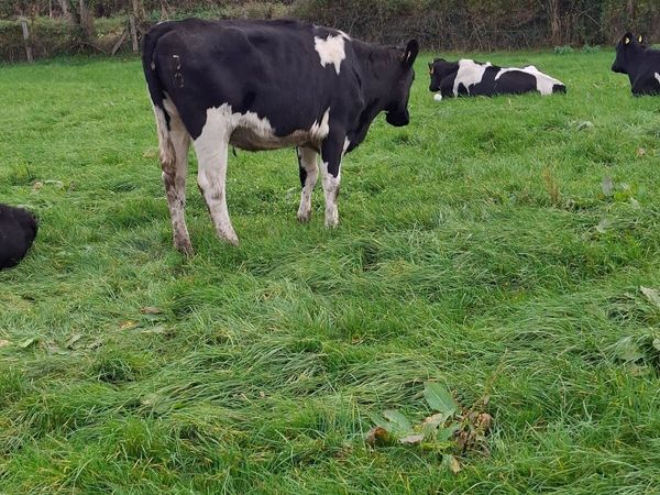 Holstein Friesian In calf heifers - Main image
