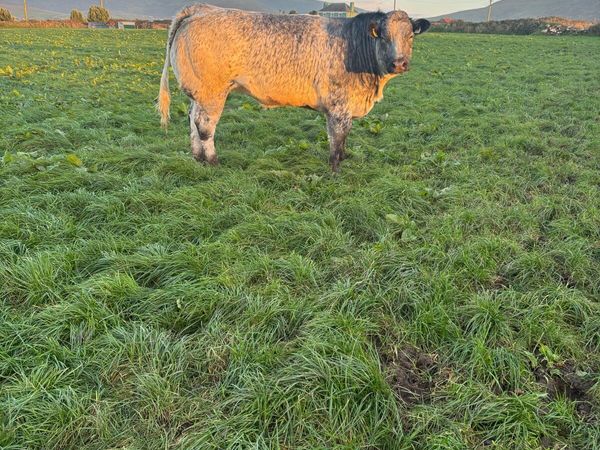 Breeding show heifer - Main image