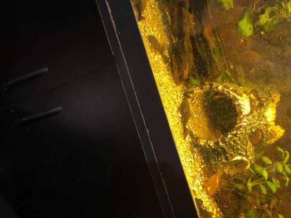 Spotted pleco’s for sale - Main image