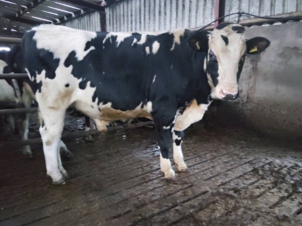 Fr bull - Main image