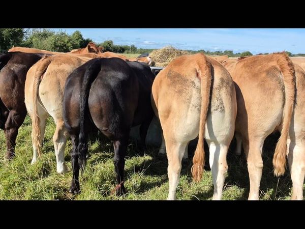 INCALF HEIFERS - Main image