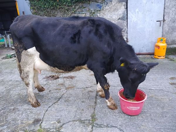 Dairy cow - Main image