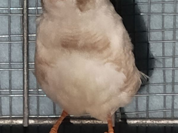 Zebra finch-For trade or sale. - Main image