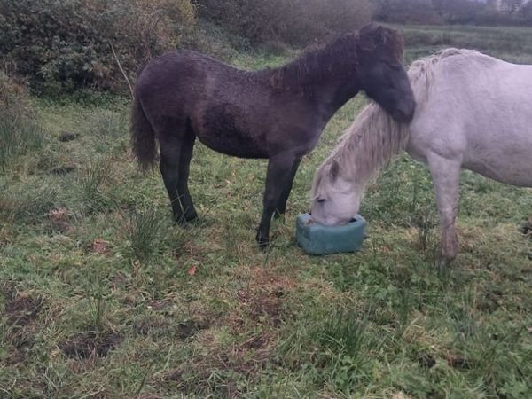 Strong Connemara Colt and Filly foals for sale - Main image