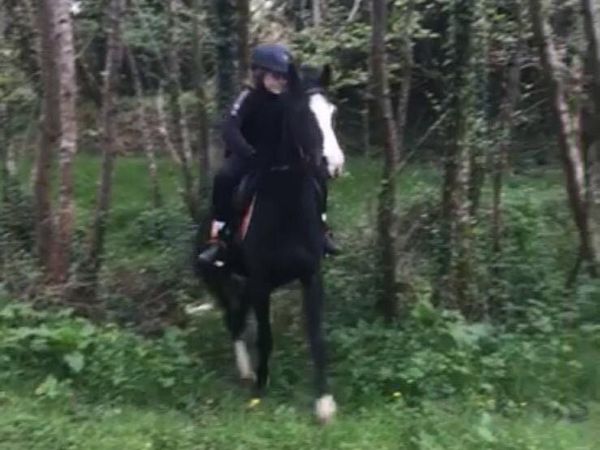 13.2 pony - Main image