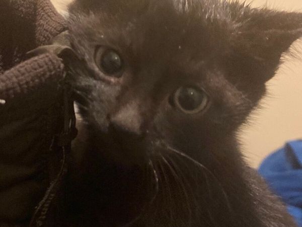 Kittens - Main image