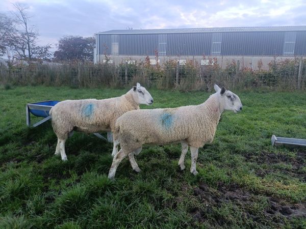 Blue Leicester and Aberfield Shearling Rams - Main image