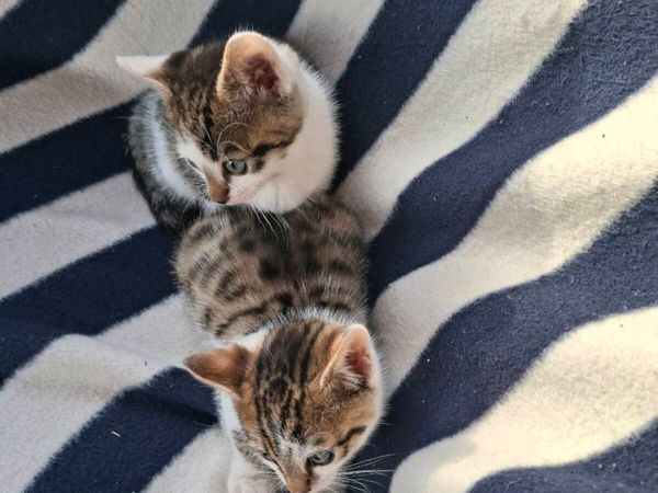 Bengal kittens - Main image