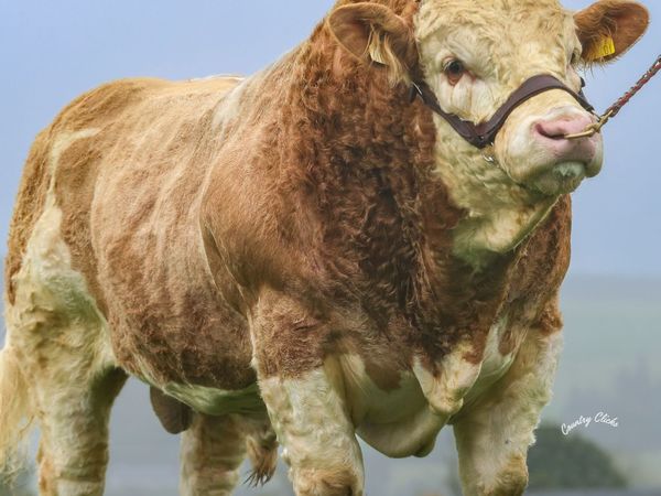 Simmental Bull Pedigree - Main image