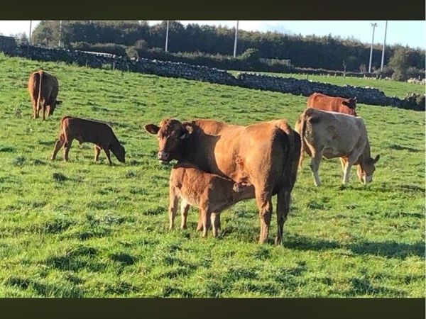 Gort Mart tomorrow - 1st Calf Heifers - Main image