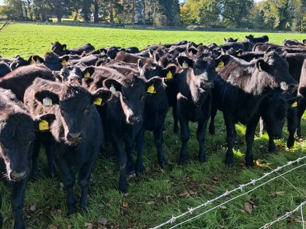 50 AA HEIFERS - Main image