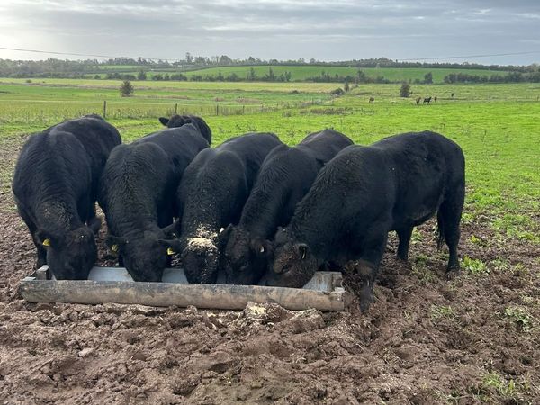 Bulls - Main image