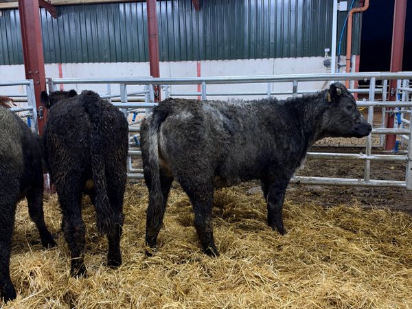 Blue grey saler heifers - Main image