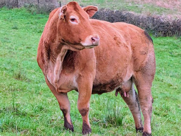 Pedigree Limousin Cow and calf Balla 31st October - Main image