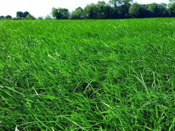 Grazing Wanted - Main image