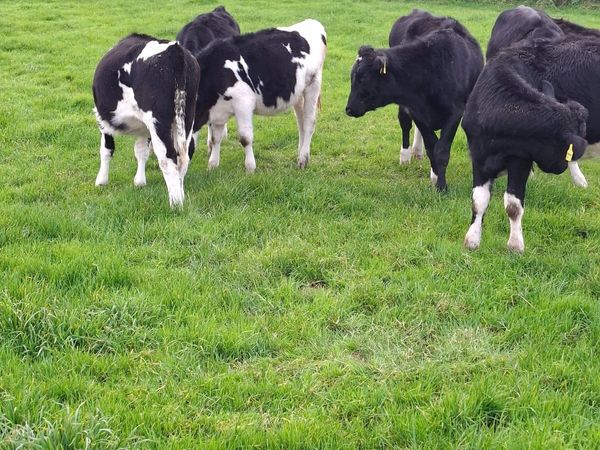 Weanling heifers Holstein friesan - Main image