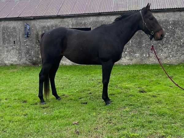 16hh allrounder - Main image