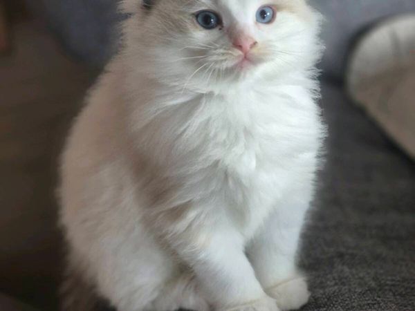 Pedigree Ragdoll Kittens. Father is TICA reg. - Main image