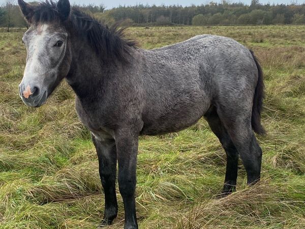 Connemara foals - Main image