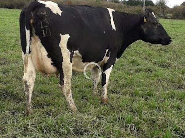 Young cows calved 2 months - Main image