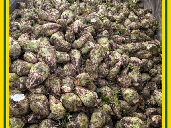 Beet - Main image