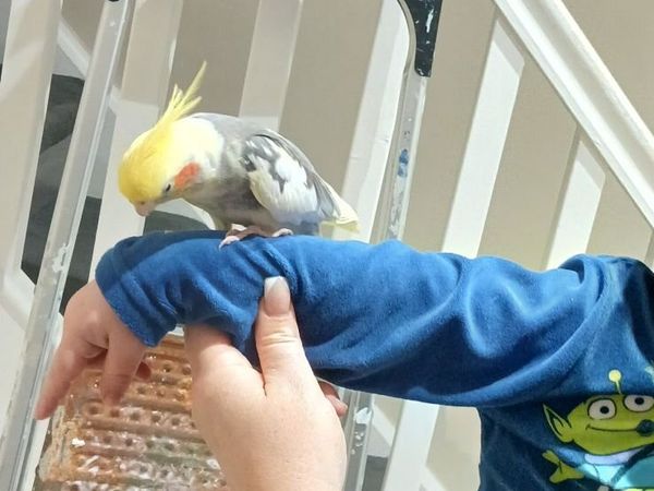 Hand reared cockatiel - Main image