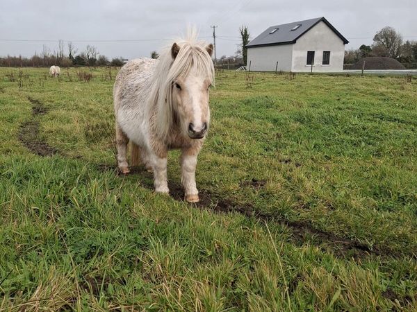 Miniature mare - Main image