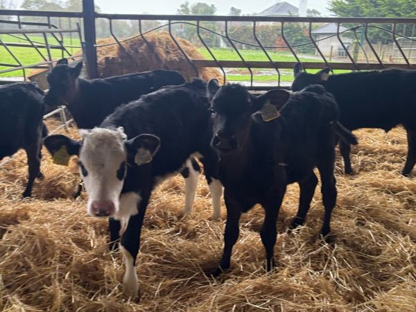 ⭐️Super Strong Angus and Hereford calves⭐️ - Main image